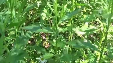 匍匐蓟或粉红<strong>色母</strong>猪蓟。 绽放的CirsiumArvense视频镜头全景运动相机。